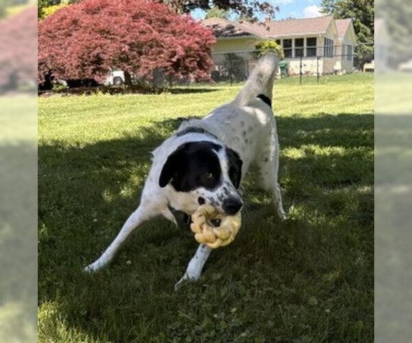 Medium Photo #4 Border Point Puppy For Sale in Oakhurst, NJ, USA