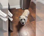 Small #1 Mutt