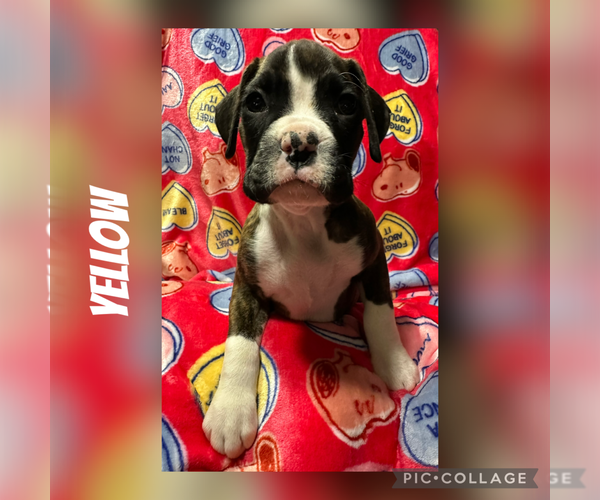 Medium Photo #70 Boxer Puppy For Sale in RALEIGH, NC, USA
