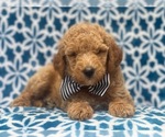 Small #14 Goldendoodle-Poodle (Standard) Mix
