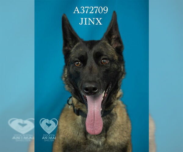 Medium Photo #2 Mutt Puppy For Sale in Stockton, CA, USA