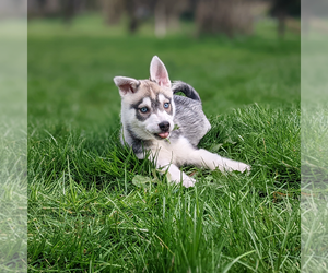 Alaskan Klee Kai-American Eskimo Dog Mix Puppy for sale in LONGVIEW, WA, USA