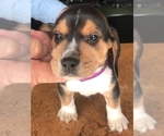 Small Photo #1 Beagle Puppy For Sale in ALVATON, KY, USA