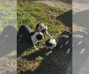 French Bulldog Puppy for sale in SNELLVILLE, GA, USA