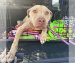 Small #3 American Pit Bull Terrier-American Staffordshire Terrier Mix