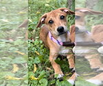 Small #3 Beagle Mix