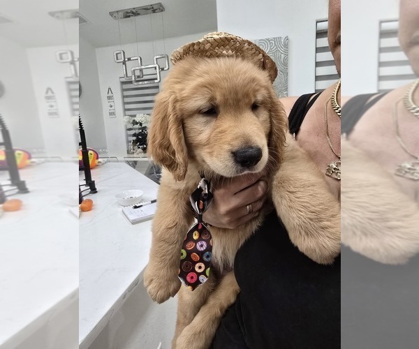 Medium Photo #9 Golden Retriever Puppy For Sale in ORLANDO, FL, USA