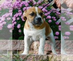 Small #7 Beagle-English Bulldog Mix