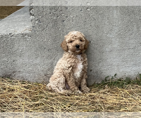 Medium Photo #11 Poodle (Standard) Puppy For Sale in DAYTON, ID, USA