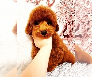 Poodle (Toy) Puppy for sale in ASTORIA, NY, USA