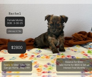 Morkie Puppy for sale in TUCSON, AZ, USA