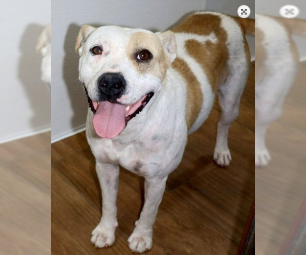 Medium Photo #1 Staffordshire Bull Terrier-Unknown Mix Puppy For Sale in Green Forest, AR, USA