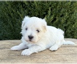 Small #2 Maltese