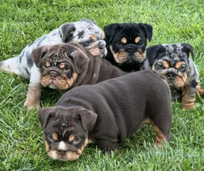 Bulldog-English Bulldog Mix Puppy for sale in INDIANAPOLIS, IN, USA