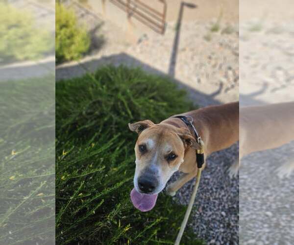 Medium Photo #2 Mutt Puppy For Sale in phoenix, AZ, USA