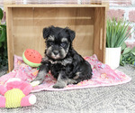 Small #1 Schnauzer (Miniature)