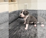 Small #1 American Pit Bull Terrier