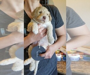 Goldendoodle Puppy for sale in AMITY, OR, USA