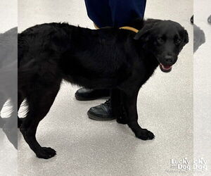 Labrador Retriever-Unknown Mix Dogs for adoption in Washington, DC, USA