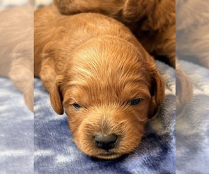 Medium Cavapoo (Miniature)