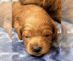 Puppy Little guy Cavapoo (Miniature)