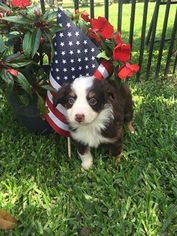 Australian Shepherd Puppy for sale in HASLET, TX, USA