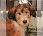 Puppy Teddy Cadoodle