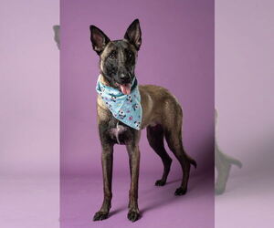 Mutt Dogs for adoption in Stevens Point, WI, USA
