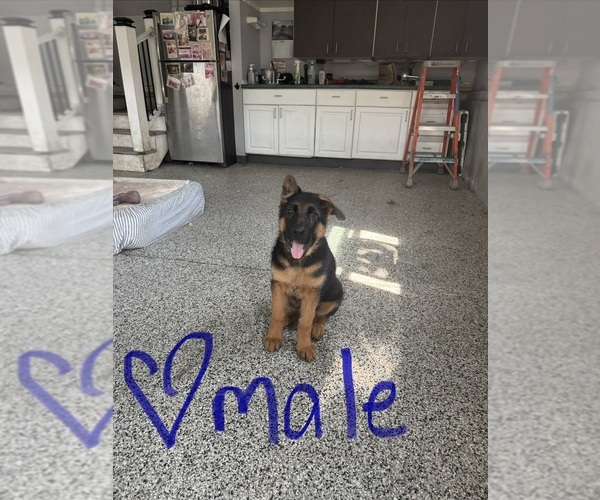 Medium Photo #5 German Shepherd Dog Puppy For Sale in DIGHTON, MA, USA