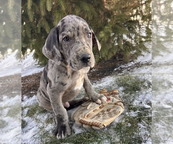 Medium Photo #3 Great Dane Puppy For Sale in MIDDLEBURY, IN, USA