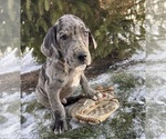 Small #2 Great Dane