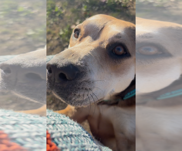 Medium Photo #9 Labrador Retriever-Unknown Mix Puppy For Sale in Wakefield, RI, USA