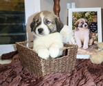 Puppy 2 Aussie Pyrenees