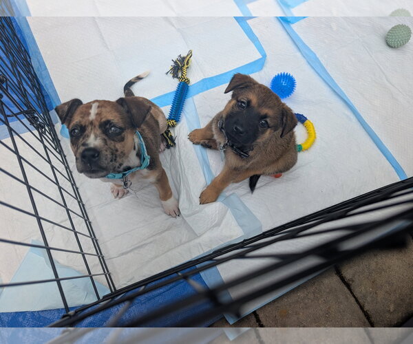 Medium Photo #6 Catahoula Leopard Dog-Unknown Mix Puppy For Sale in Holly Springs, NC, USA