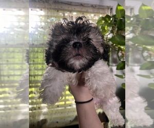 Shih Tzu Puppy for sale in ROGERSVILLE, AL, USA