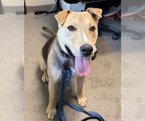 Bayne - Male Mutt Dog for Adoption - Photo #3