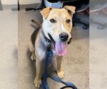 Small Photo #3 Mutt Puppy For Sale in Elmsford, NY, USA
