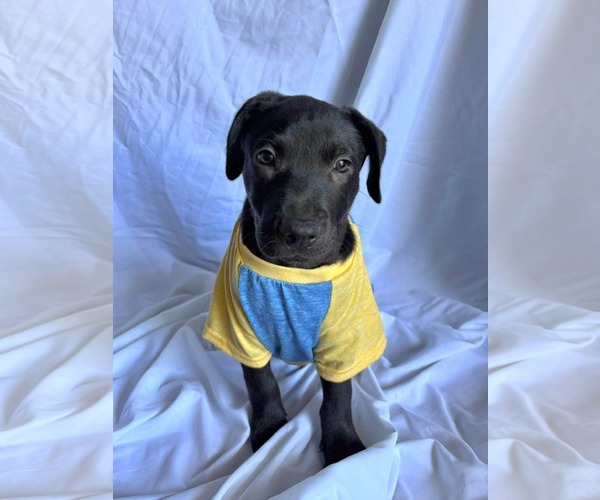 Medium Photo #2 Labrador Retriever-Unknown Mix Puppy For Sale in NYC, NY, USA