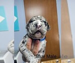 Puppy 6 American Bully-Cane Corso Mix