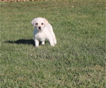 Small Photo #1 Labrador Retriever Puppy For Sale in CUTLER, OH, USA
