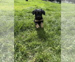 Small #1 Chihuahua-Cock-A-Poo Mix