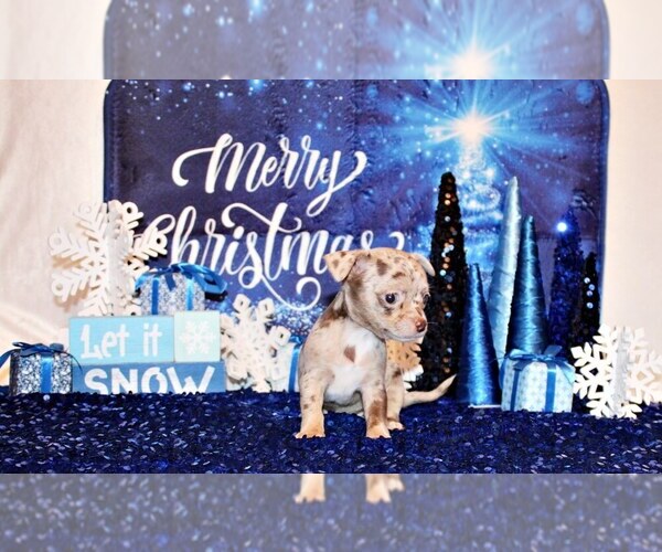 Medium Photo #2 Chihuahua Puppy For Sale in CHARLESTON, AR, USA