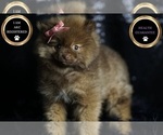 Small Photo #63 Pomeranian Puppy For Sale in WARSAW, IN, USA