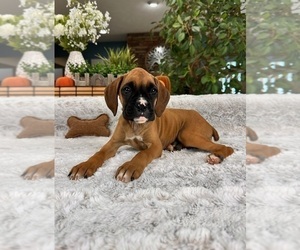 Boxer Puppy for sale in GREENFIELD, IN, USA