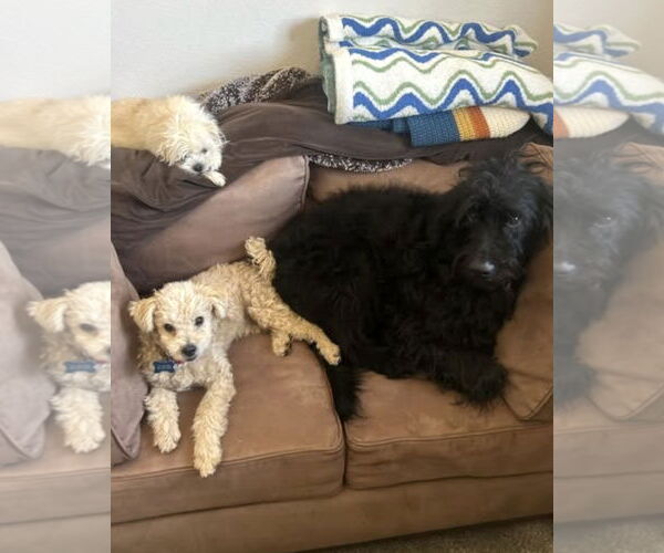 Medium Photo #8 Miniature Schnauzer-Unknown Mix Puppy For Sale in Corona, CA, USA