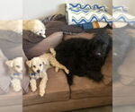 Small #7 Miniature Schnauzer Mix
