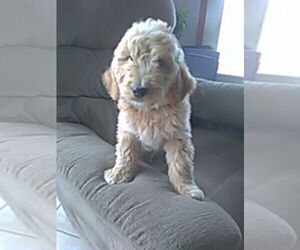 Goldendoodle Puppy for sale in FREDERICKSBURG, OH, USA