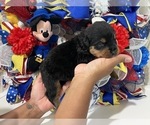 Small Photo #10 Rottweiler Puppy For Sale in FORT WORTH, TX, USA