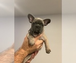 Small Photo #14 French Bulldog Puppy For Sale in CHARLESTON, IL, USA