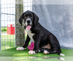 Small #8 Great Dane